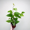 Cissus australijski Cissus antarctica P12