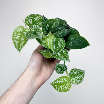 Scindapsus Pictus Argyraeus Scindapsus pstry P11