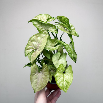 Syngonium Matcha Sprinkle Zroślicha P9