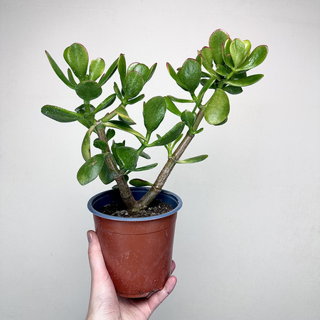 Crassula ovata Sunset Grubosz Drzewko Szczęścia P14