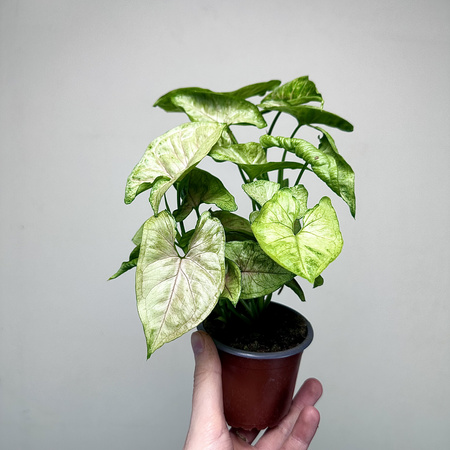 Syngonium Matcha Sprinkle Zroślicha P9