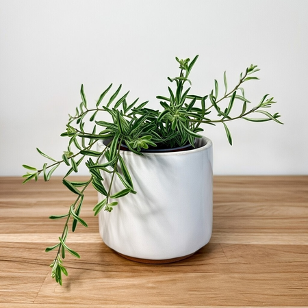 Aeschynanthus Green Star Eszynanthus P9