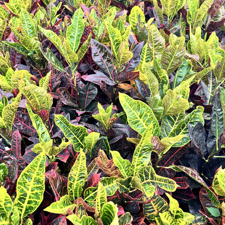 Kroton Excellent Codiaeum P11