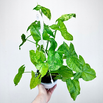 Syngonium Mottled Mojito Zroślicha P15 wisząca