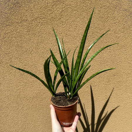 Sansewieria Friends Sansevieria kirkii P12