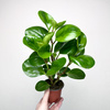 Peperomia obtusifolia Lemon Lime Peperomia tępolistna P9
