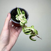 Hoya carnosa compacta Albomarginata Hoja P9