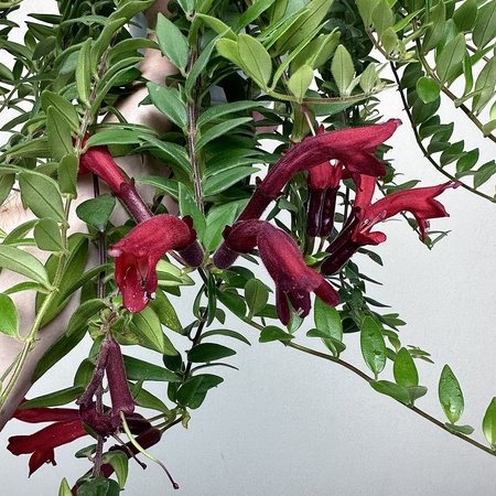 Aeschynanthus Caroline Eszynanthus P15 wisząca