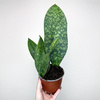 Sansevieria masoniana Sanseweria P12