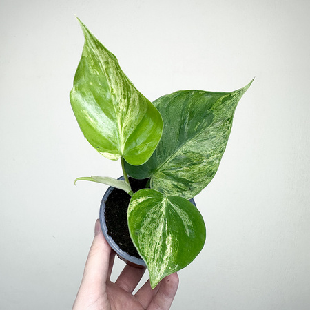 Philodendron hederaceum Oxycardium Variegata Filodendron P9