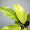Philodendron Malaya Gold Filodendron P9