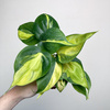 Philodendron Scandens Brasil Filodendron P9