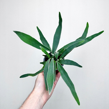 Platycerium Veitchii Braam P9