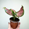 Aglaonema Zircon Red Aglonema P9
