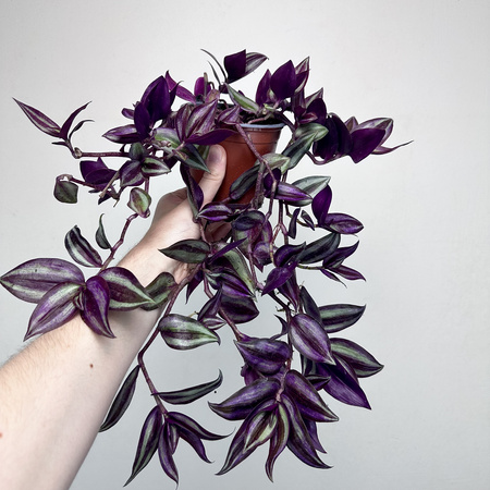 Trzykrotka Pasiasta Tradescantia Zebrina P12