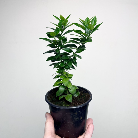 Pomarańcza Chinotto Citrus Myrtifolia P11