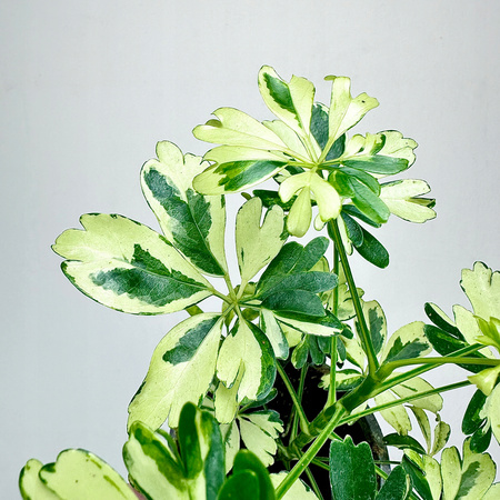 Schefflera Janine Szeflera P9