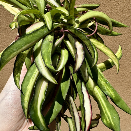 Hoya wayetii Tricolor Hoja P9