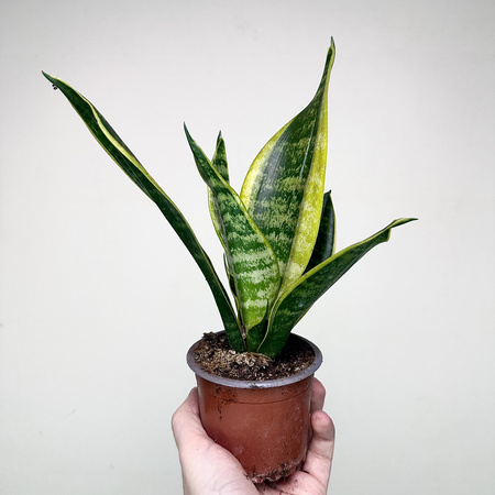 Sansevieria Futura Superba Sansewieria P9