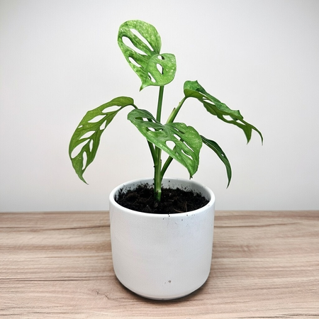 Monstera adansonii Mint P12