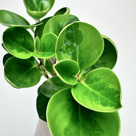 Peperomia obtusifolia Lemon Lime Peperomia tępolistna