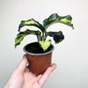 Calathea Electric Shock Kalatea P9