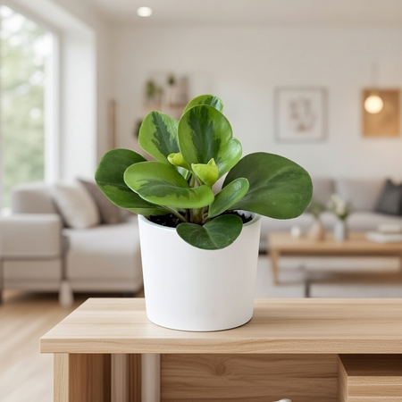 Peperomia obtusifolia Lemon Lime Peperomia tępolistna P9