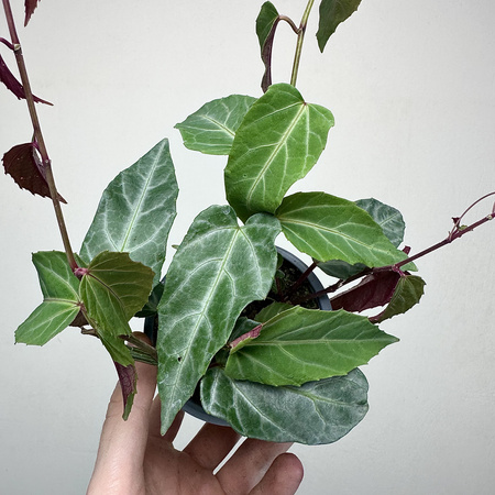 Parthenocissus Amazonica Jungle Vine Cissus P9