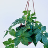 Winobluszcz Parthenocissus P17 wisząca