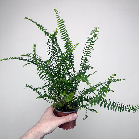 Paproć Kimberly Queen P9