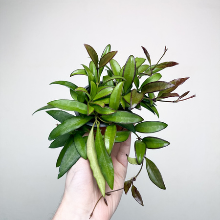 Hoja Rosita Hoya P9