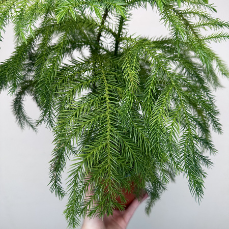 Araukaria Araucaria Podwójna P14