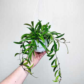 Hoya Wayetti China Beans Hoja P15 wisząca