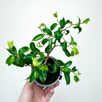 Ficus bonsai Fikus
