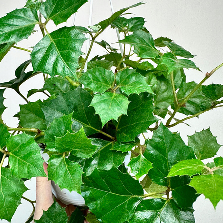 Cissus rombolistny P17 wisząca