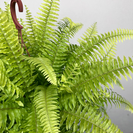 Paproć Nephrolepis Boston Blonde Nefrolepis wyniosły P17 wisząca