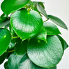 Peperomia polybotrya Raindrop P12