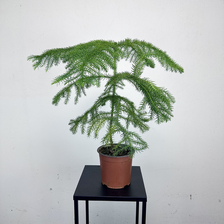 Araukaria Araucaria P14