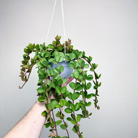 Peperomia tetraphylla Hope P17 wisząca