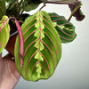 Maranta Leuconeura Fascinator Tricolor P12