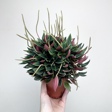 Peperomia Kędzierzawa Caperata Rosso P11