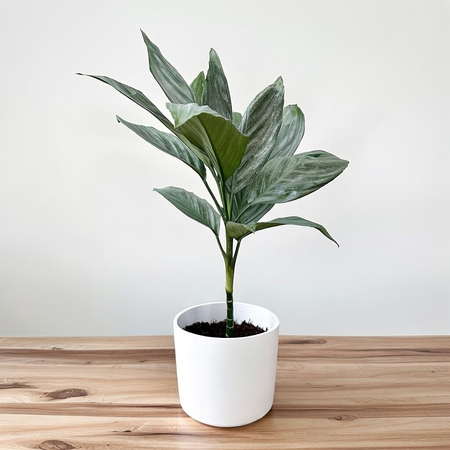 Chamaedorea Metallica Chamedora Palma XL