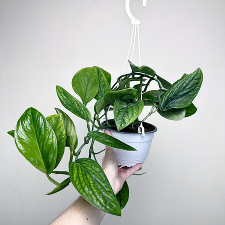 Monstera Karstenianum Epipremnum Marble Planet P17 wisząca