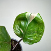 Philodendron White Knight Filodendron P9
