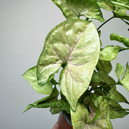 Syngonium Matcha Sprinkle Zroślicha P9