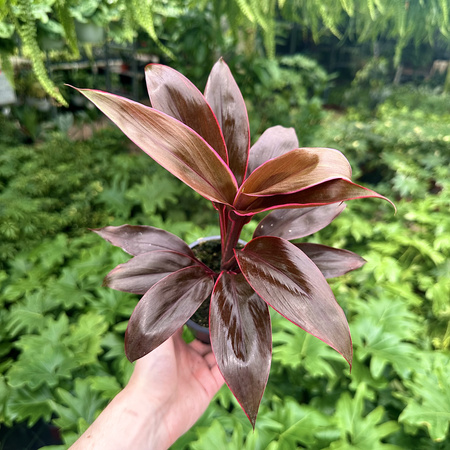 Kordylina Tango Cordyline