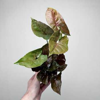 Syngonium Brocante Zroślicha P9