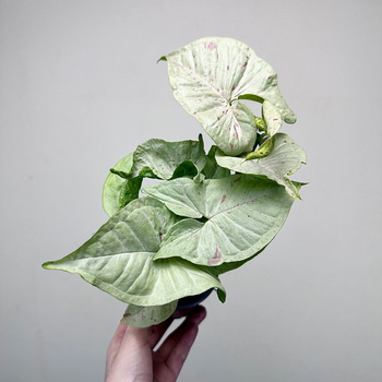 Syngonium Milk Confetti Zroślicha P9