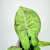 Syngonium Confetti Zroślicha P9