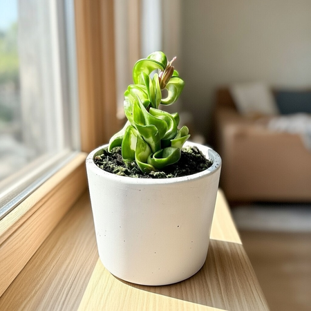 Hoya carnosa compacta Mauna Loa Hoja P9